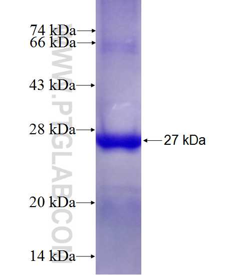 ICA1L fusion protein Ag8048 SDS-PAGE