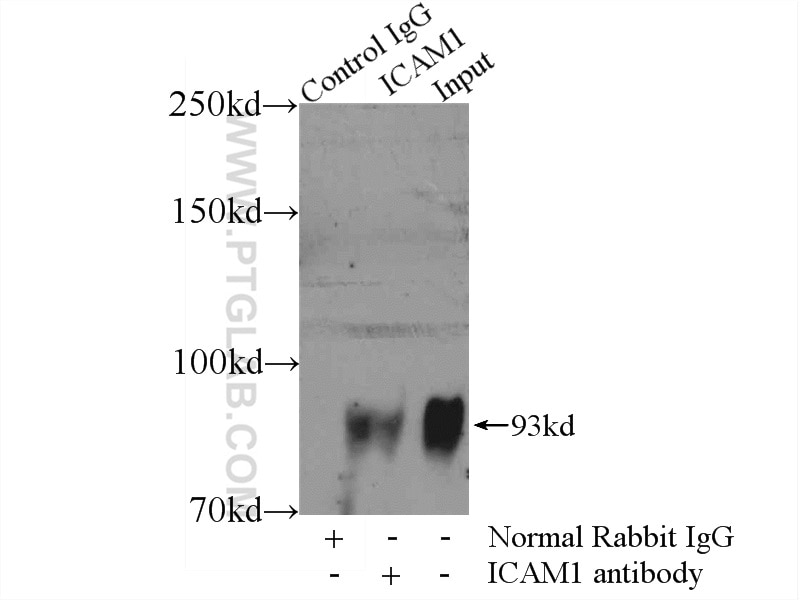 Immunoprecipitation (IP) experiment of Raji cells using ICAM-1 Polyclonal antibody (10831-1-AP)