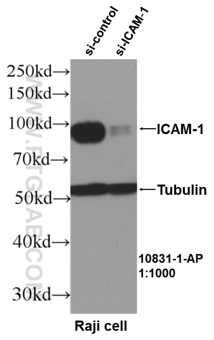 Western Blot (WB) analysis of Raji cells using ICAM-1 Polyclonal antibody (10831-1-AP)