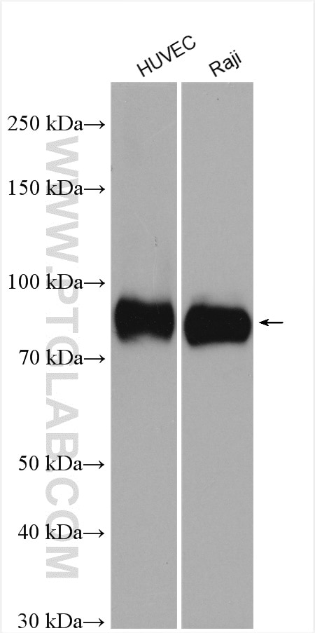 Western Blot (WB) analysis of various lysates using ICAM-1 Polyclonal antibody (10831-1-AP)