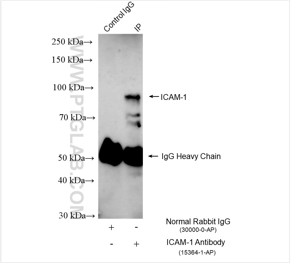 Immunoprecipitation (IP) experiment of Raji cells using ICAM-1/CD54 Polyclonal antibody (15364-1-AP)