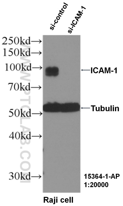 Western Blot (WB) analysis of Raji cells using ICAM-1 Polyclonal antibody (15364-1-AP)