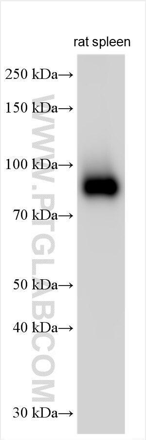 Western Blot (WB) analysis of various lysates using ICAM-1/CD54 Polyclonal antibody (31451-1-AP)