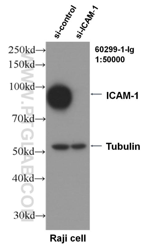 Western Blot (WB) analysis of Raji cells using ICAM-1 Monoclonal antibody (60299-1-Ig)