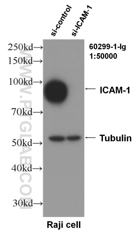 WB analysis of Raji using 60299-1-Ig
