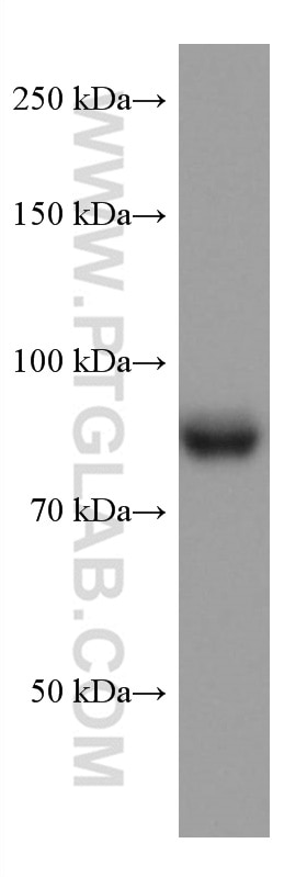 Western Blot (WB) analysis of Ramos cells using ICAM-1 Monoclonal antibody (60299-1-Ig)