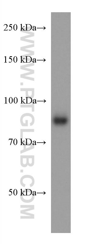 Western Blot (WB) analysis of Daudi cells using ICAM-1 Monoclonal antibody (60299-1-Ig)