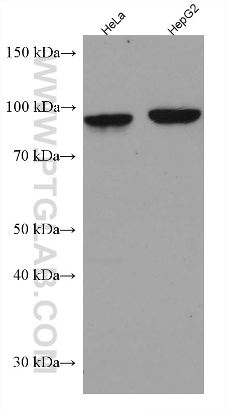 Western Blot (WB) analysis of various lysates using ICAM-1 Monoclonal antibody (60299-1-Ig)