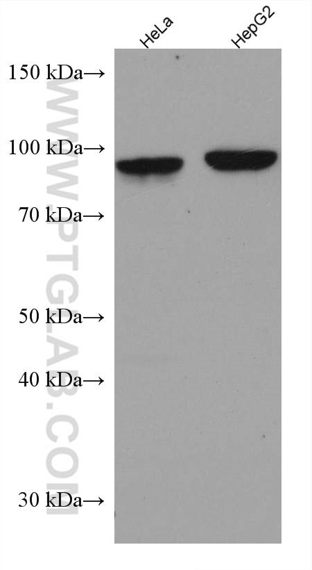 WB analysis using 60299-1-Ig
