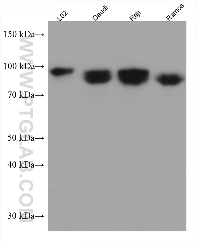 Western Blot (WB) analysis of various lysates using ICAM-1 Monoclonal antibody (60299-1-Ig)