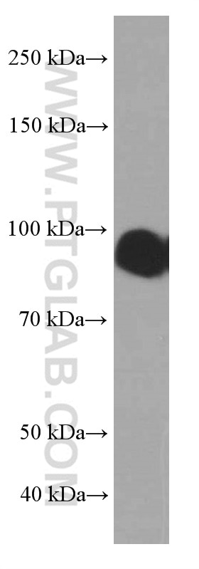 Western Blot (WB) analysis of Raji cells using ICAM-1 Monoclonal antibody (60299-1-Ig)