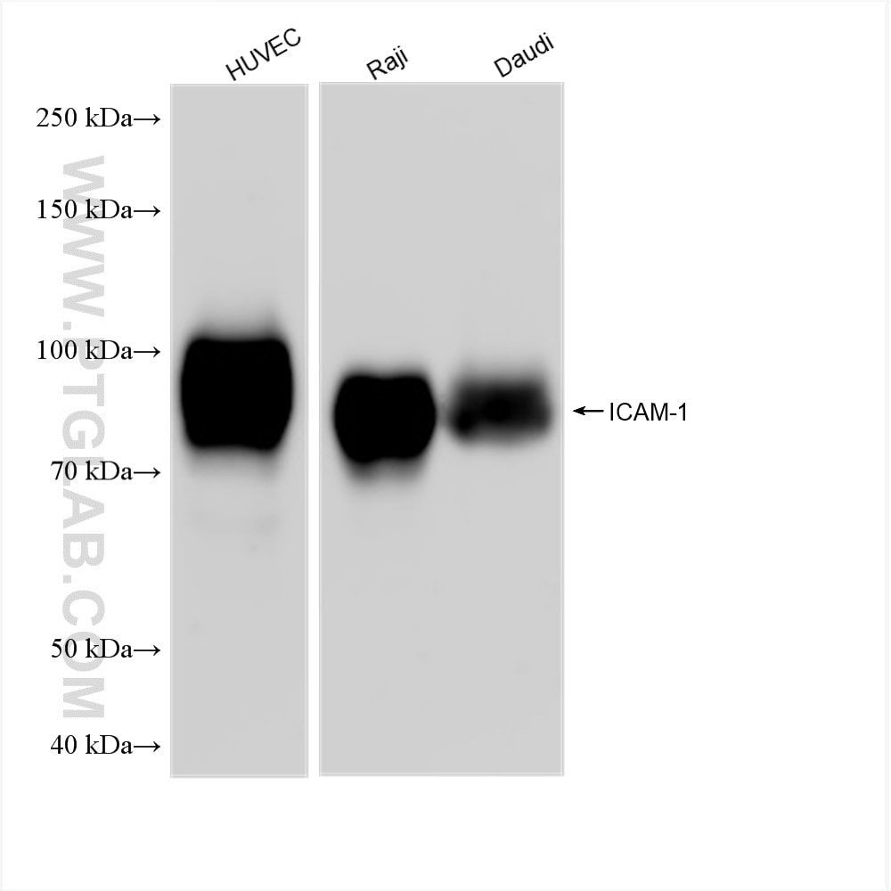 Western Blot (WB) analysis of various lysates using ICAM-1 Recombinant antibody (83069-6-RR)