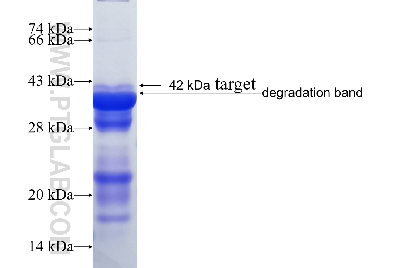 ICAM-1 fusion protein Ag8309 SDS-PAGE