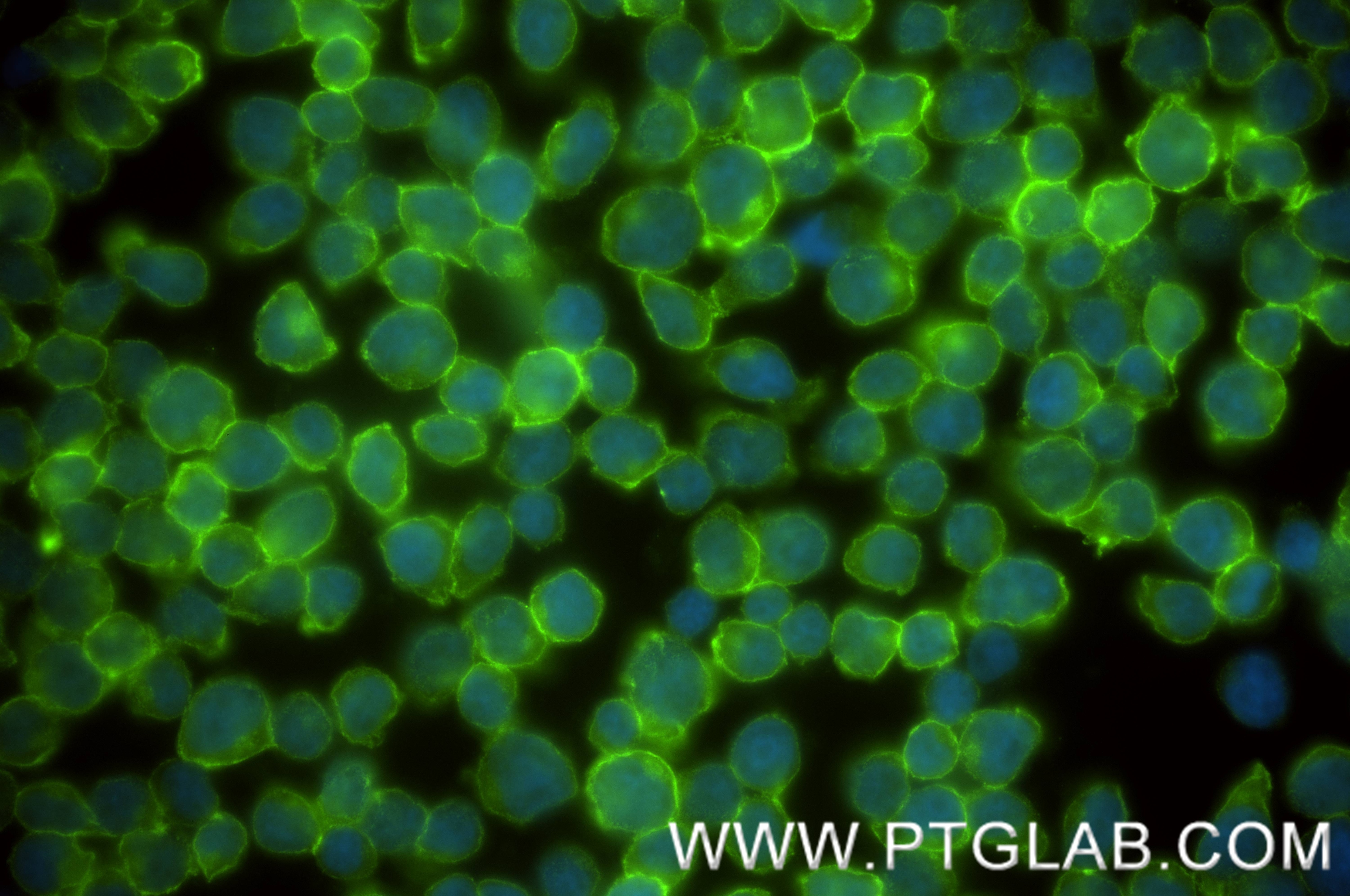 Immunofluorescence (IF) / fluorescent staining of Jurkat cells using ICAM-2/CD102 Recombinant antibody (84857-2-RR)