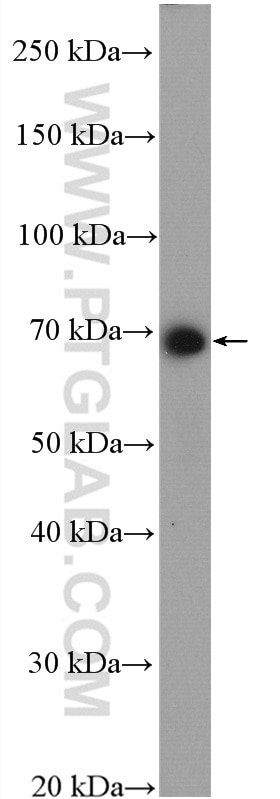 Western Blot (WB) analysis of mouse lung tissue using ICAM2 Polyclonal antibody (27322-1-AP)