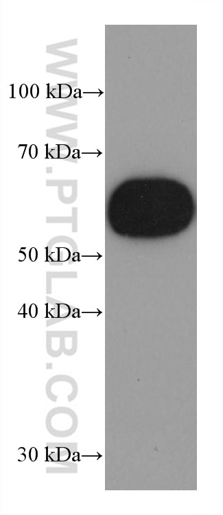Western Blot (WB) analysis of human peripheral blood platelets using ICAM2 Monoclonal antibody (67628-1-Ig)