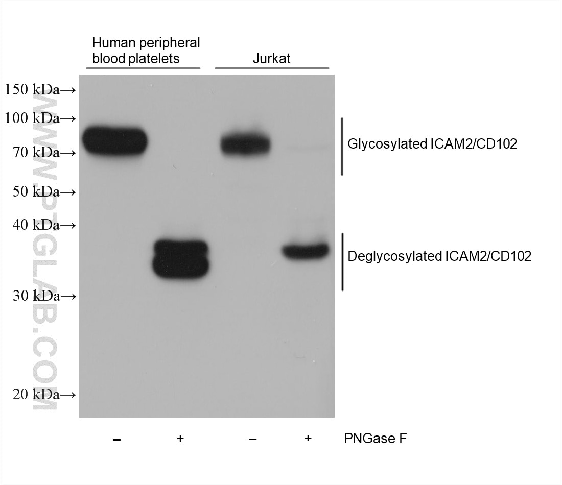 Western Blot (WB) analysis of various lysates using ICAM2/CD102 Monoclonal antibody (67628-1-Ig)