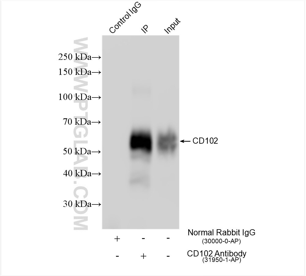 Immunoprecipitation (IP) experiment of bEnd.3 cells using ICAM2/CD102 Polyclonal antibody (31950-1-AP)