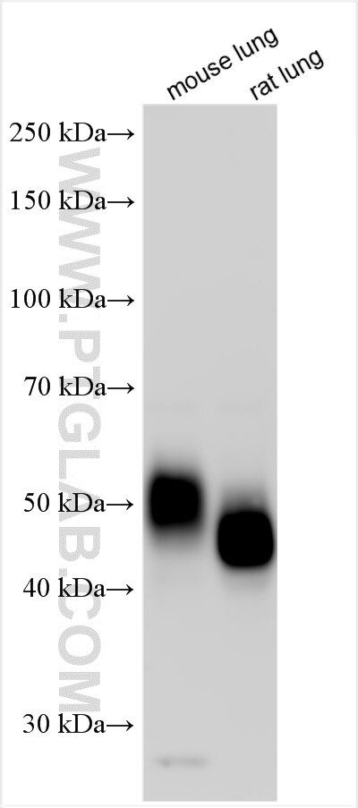 Western Blot (WB) analysis of various lysates using ICAM2/CD102 Polyclonal antibody (31950-1-AP)