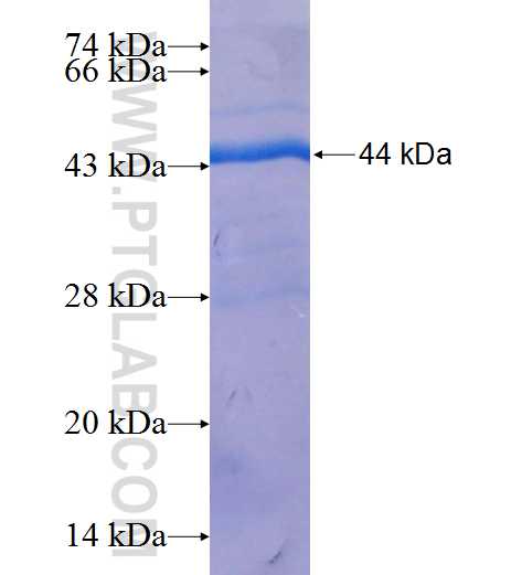 ICAM2 fusion protein Ag25952 SDS-PAGE