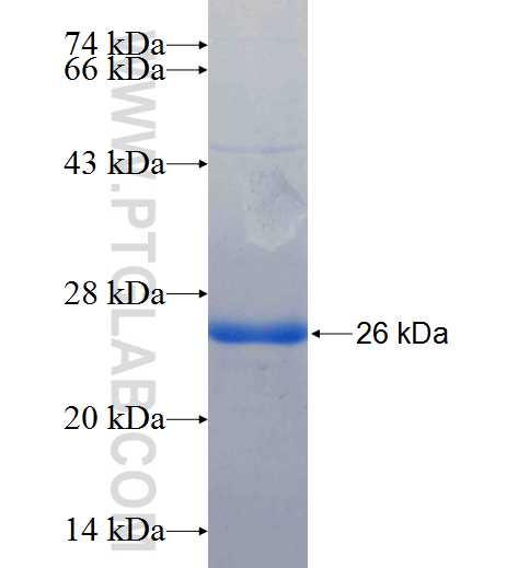 ICAM2 fusion protein Ag25958 SDS-PAGE