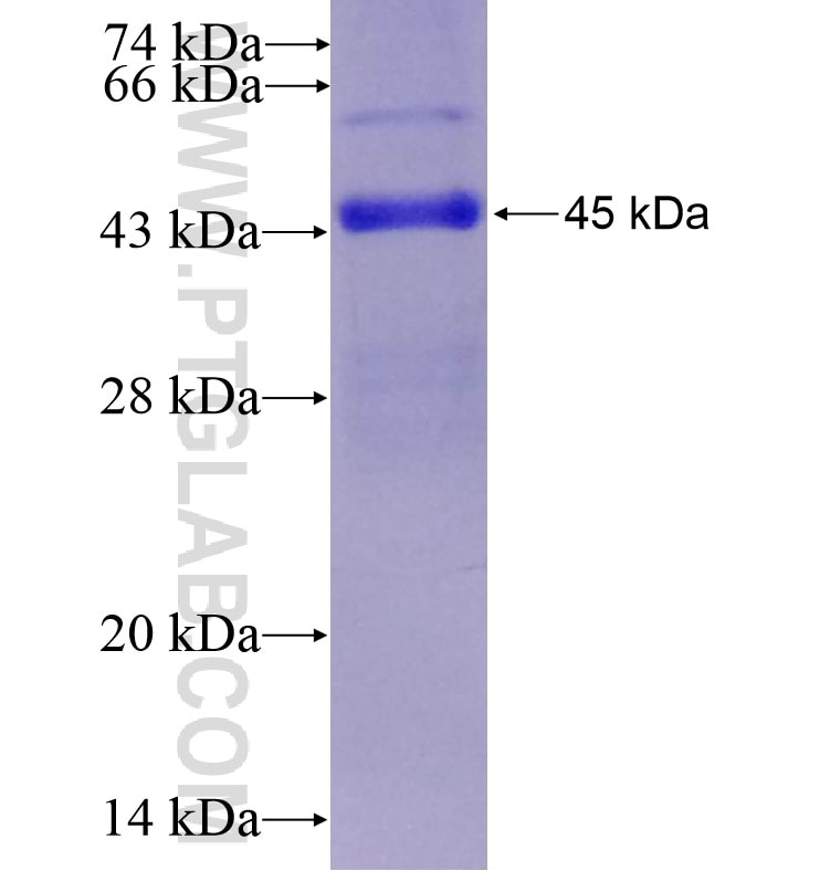 ICAM2 fusion protein Ag0165 SDS-PAGE
