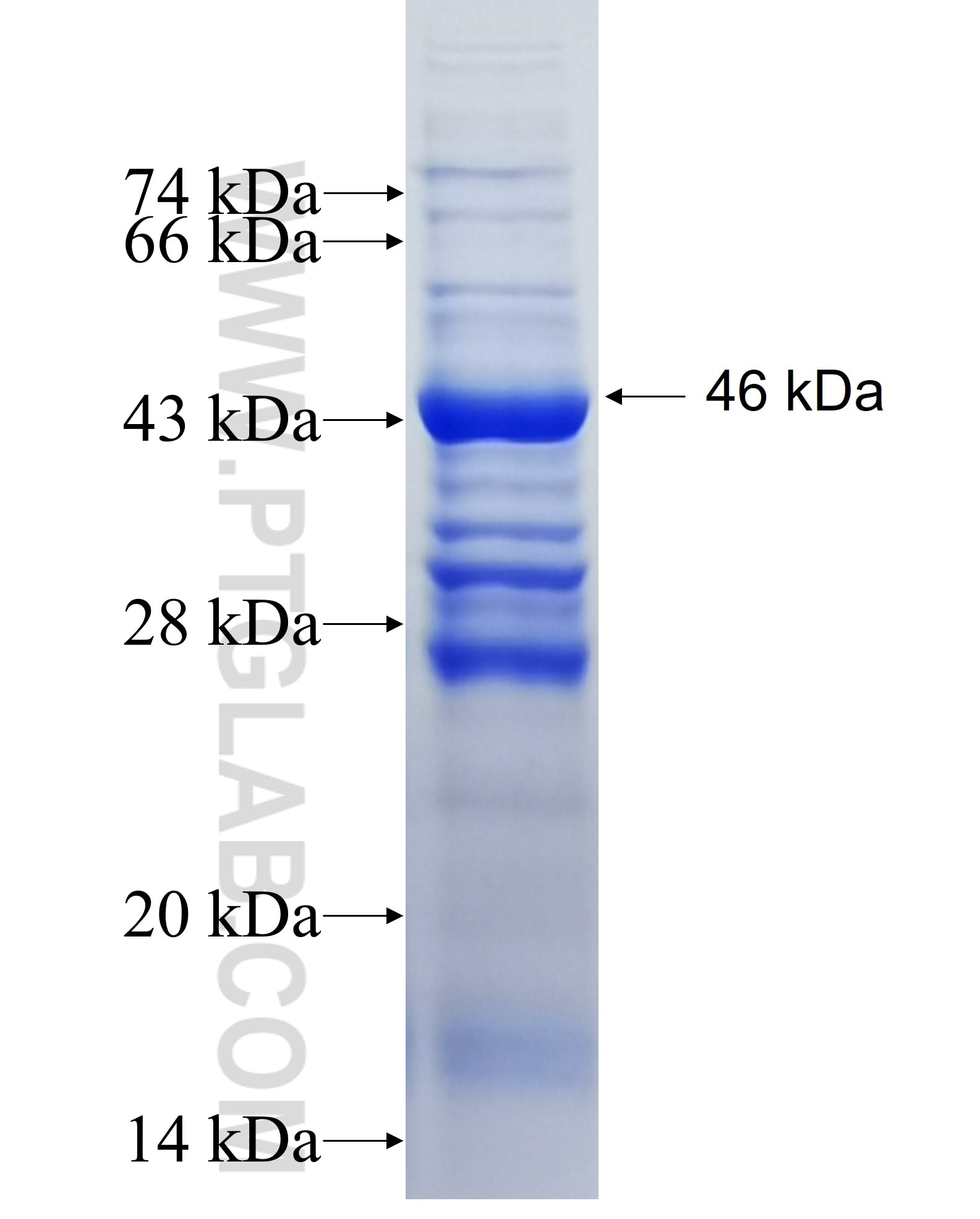 ICAM2 fusion protein Ag0165 SDS-PAGE