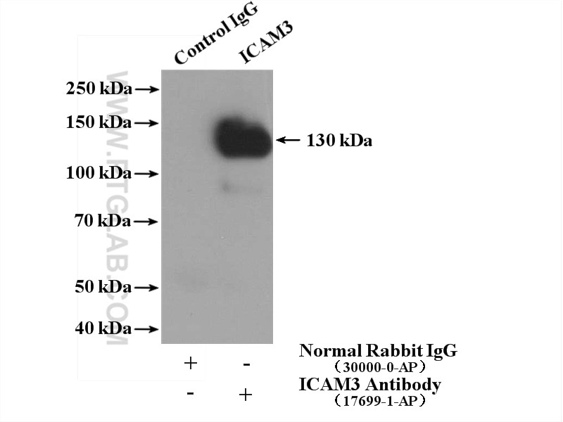 Immunoprecipitation (IP) experiment of Jurkat cells using ICAM3 Polyclonal antibody (17699-1-AP)
