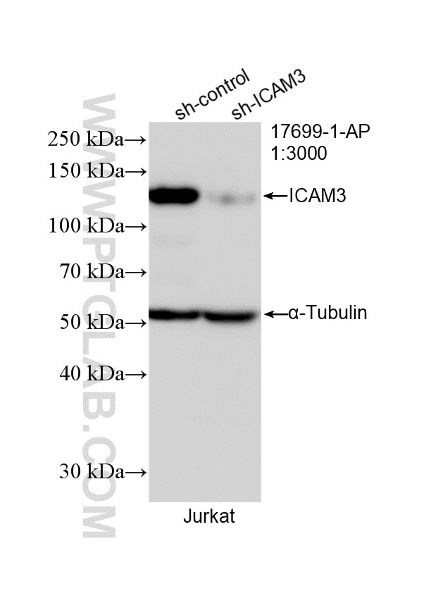 Western Blot (WB) analysis of Jurkat cells using ICAM3/CD50 Polyclonal antibody (17699-1-AP)