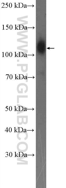 Western Blot (WB) analysis of Ramos cells using ICAM3 Polyclonal antibody (17699-1-AP)