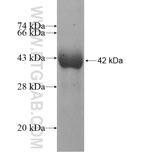 ICAM3 fusion protein Ag11955 SDS-PAGE