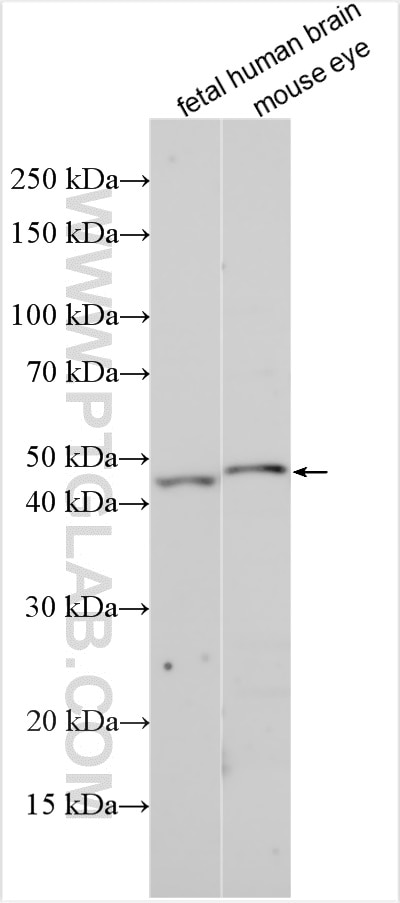 Western Blot (WB) analysis of various lysates using ICAM4 Polyclonal antibody (11918-1-AP)