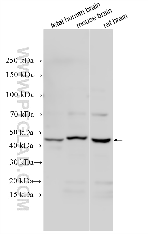 Western Blot (WB) analysis of various lysates using ICAM4 Polyclonal antibody (11918-1-AP)