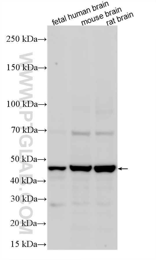 WB analysis using 11918-1-AP (same clone as 11918-1-PBS) Western Blot (WB) analysis of various lysates using ICAM4 Polyclonal antibody (11918-1-AP)
