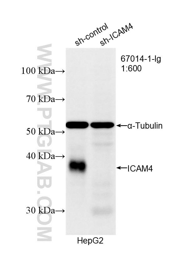 WB analysis of HepG2 using 67014-1-Ig Western Blot (WB) analysis of HepG2 cells using ICAM4 Monoclonal antibody (67014-1-Ig)