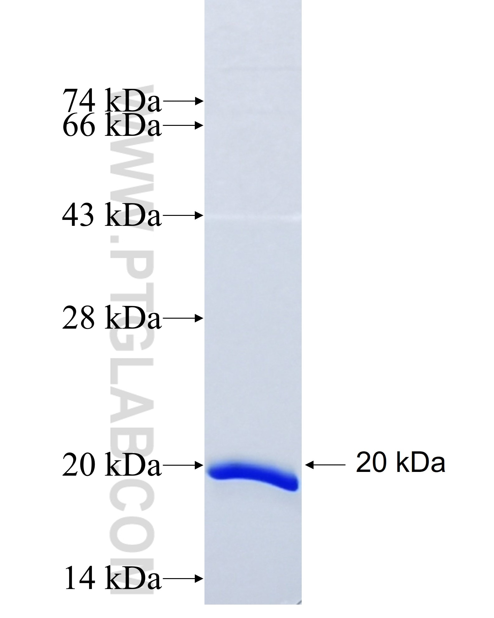 ICAM4 fusion protein Ag27628 SDS-PAGE