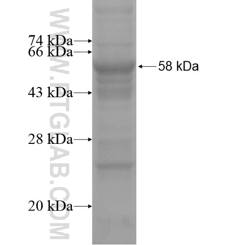 ICB-1 fusion protein Ag14902 SDS-PAGE