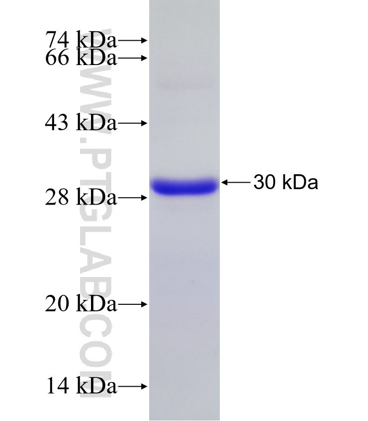 ICK fusion protein Ag30267 SDS-PAGE