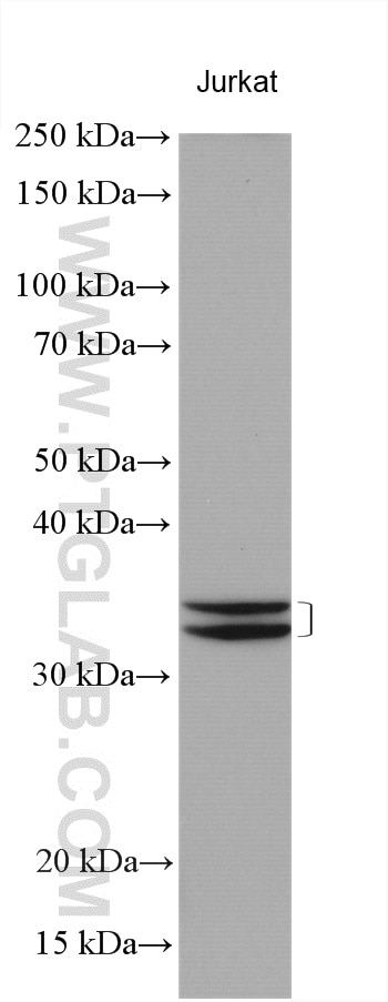 Western Blot (WB) analysis of various lysates using ICMT Polyclonal antibody (17511-1-AP)