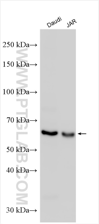Western Blot (WB) analysis of various lysates using ICOSLG Polyclonal antibody (14922-1-AP)