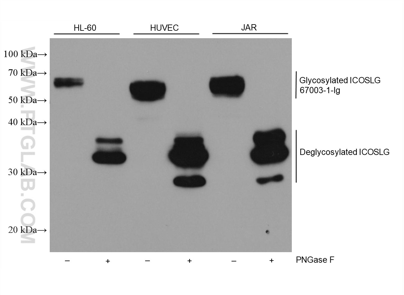 Western Blot (WB) analysis of various lysates using ICOSLG Monoclonal antibody (67003-1-Ig)