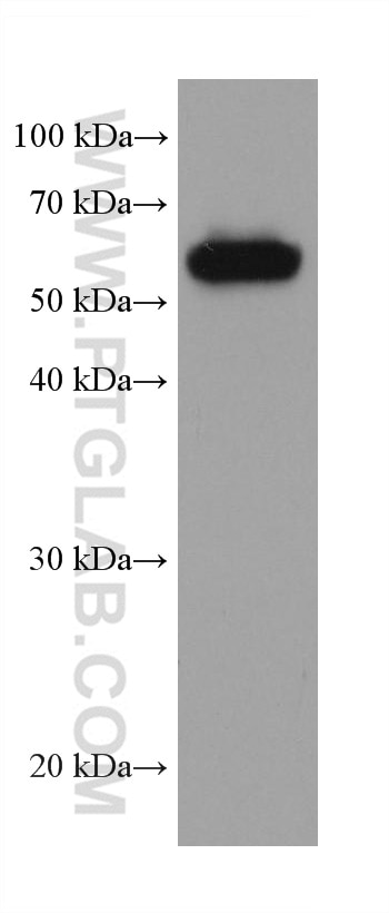 Western Blot (WB) analysis of Daudi cells using ICOSLG/B7-H2/CD275 Monoclonal antibody (67003-1-Ig)