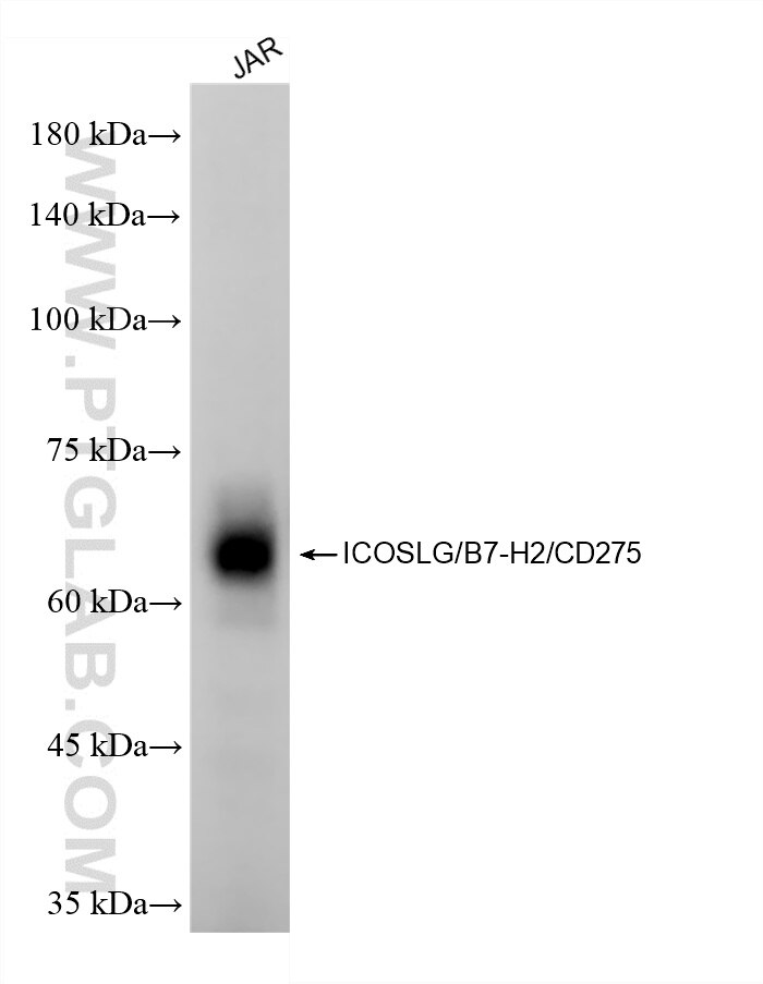 Western Blot (WB) analysis of JAR cells using ICOSLG/B7-H2/CD275 Recombinant monoclonal antibody (85173-5-RR)