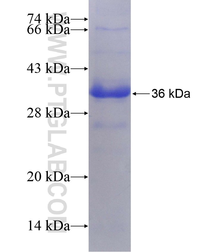 ICOSLG fusion protein Ag6799 SDS-PAGE