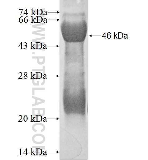 ICP27 fusion protein Ag0239 SDS-PAGE