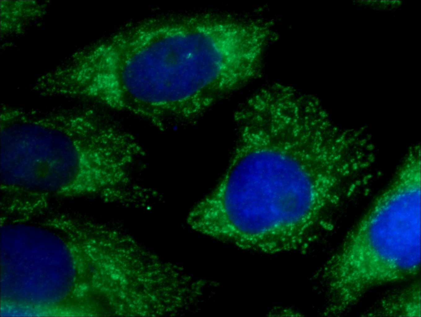 Immunofluorescence (IF) / fluorescent staining of HeLa cells using ICT1 Polyclonal antibody (10403-1-AP)
