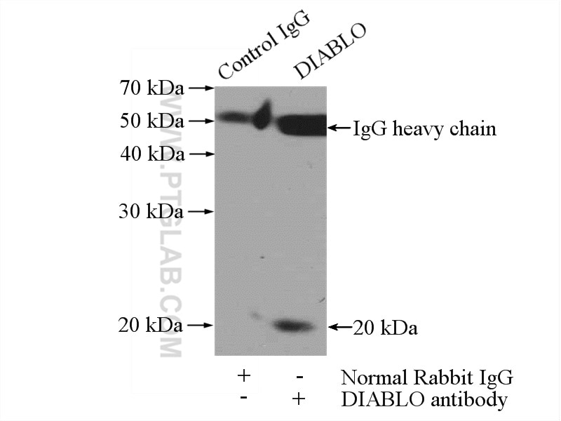 Immunoprecipitation (IP) experiment of SKOV-3 cells using ICT1 Polyclonal antibody (10403-1-AP)