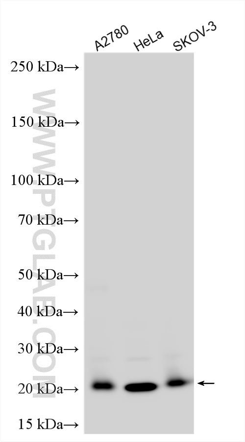 Western Blot (WB) analysis of various lysates using ICT1 Polyclonal antibody (10403-1-AP)