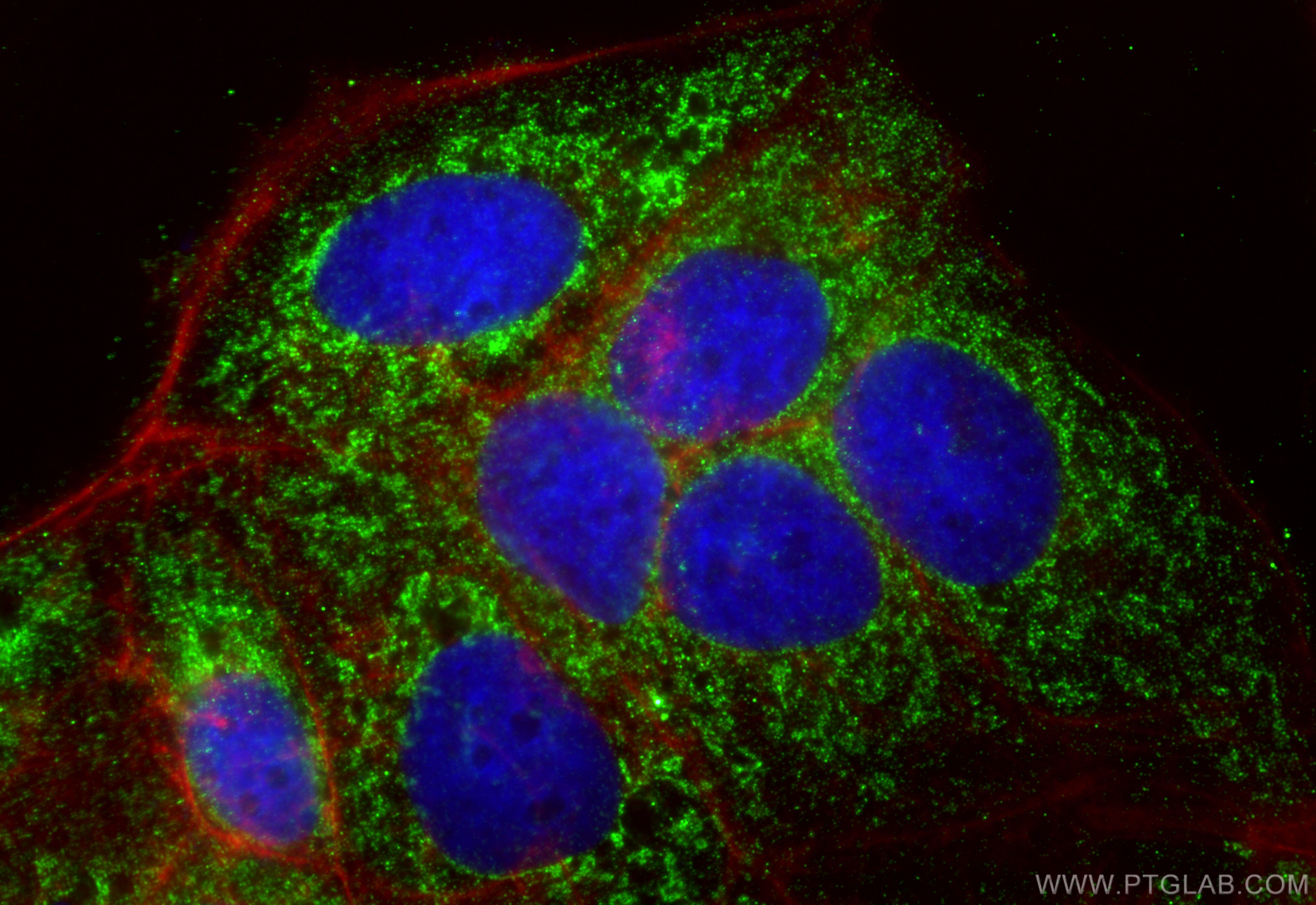 Immunofluorescence (IF) / fluorescent staining of Caco-2 cells using ICT1 Monoclonal antibody (68898-3-Ig)