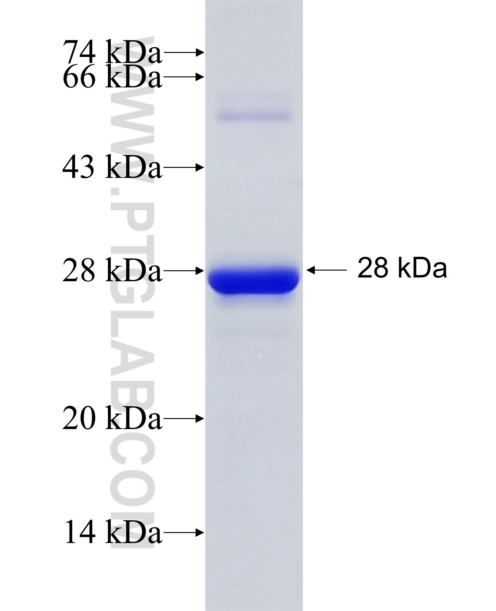 ICT1 fusion protein Ag33109 SDS-PAGE